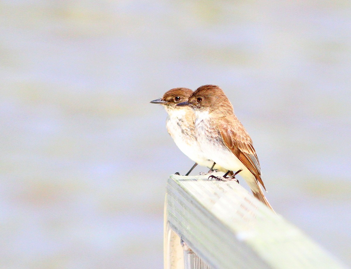 Eastern Phoebe - ML620217211