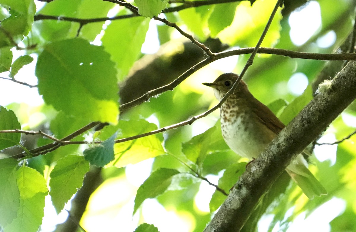 Swainson's Thrush - ML620217219