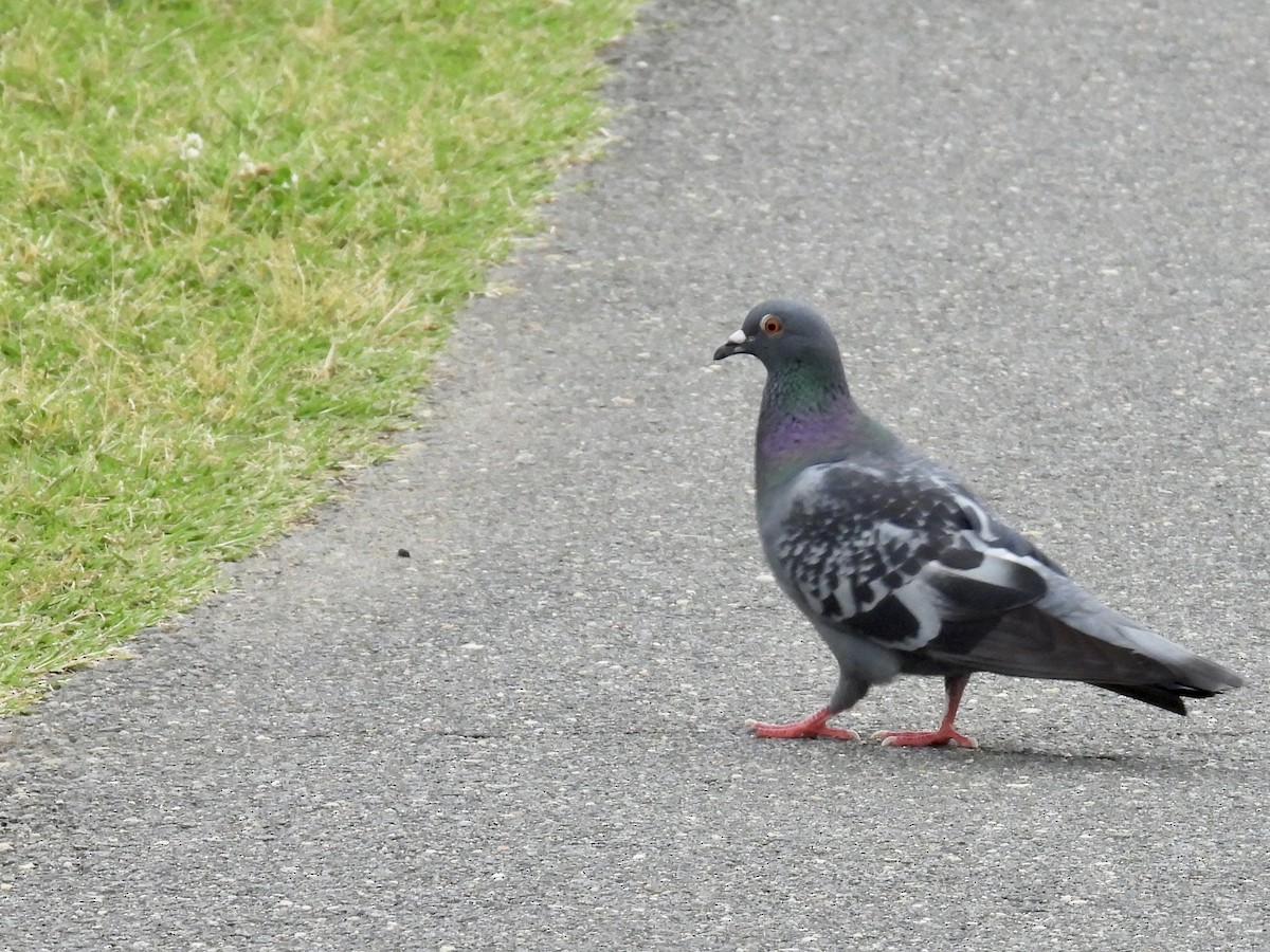 Rock Pigeon (Feral Pigeon) - ML620217221