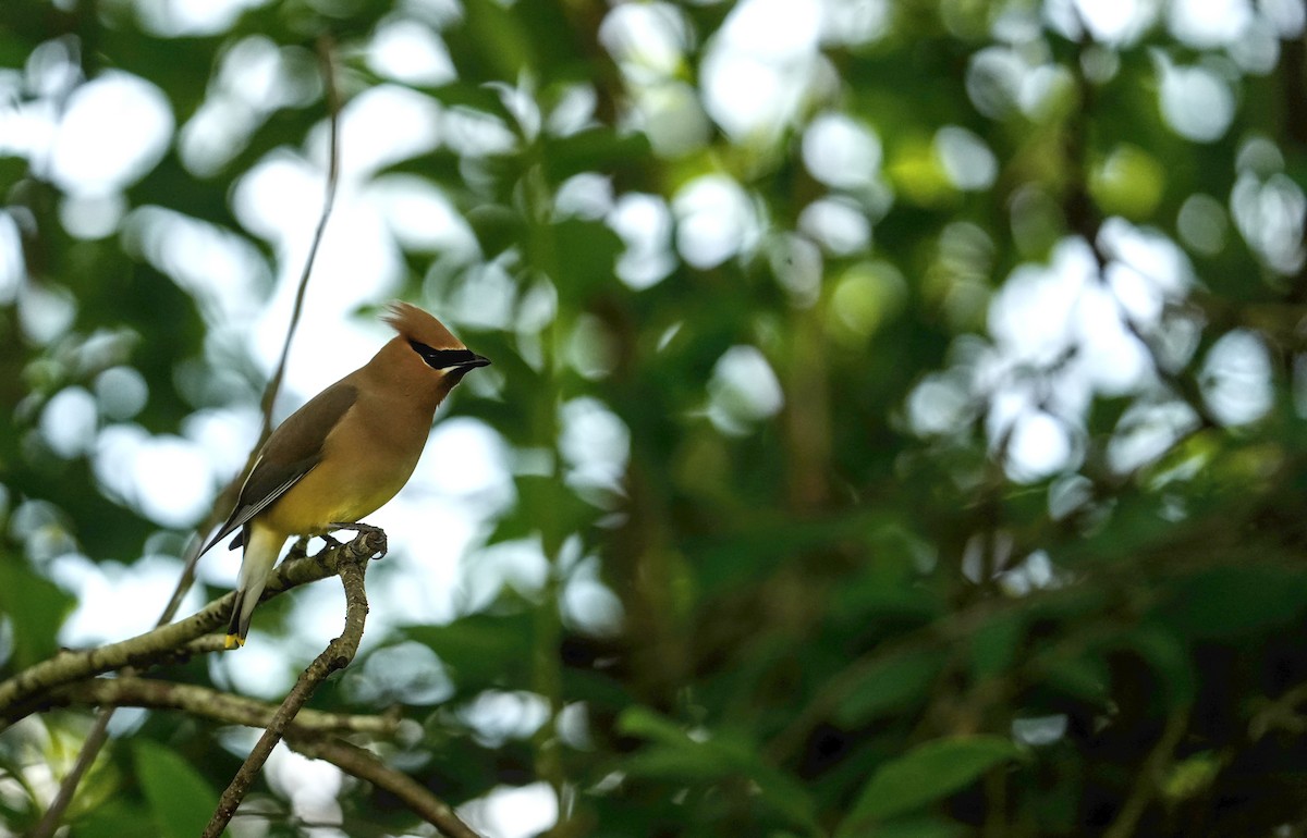 Cedar Waxwing - ML620217225