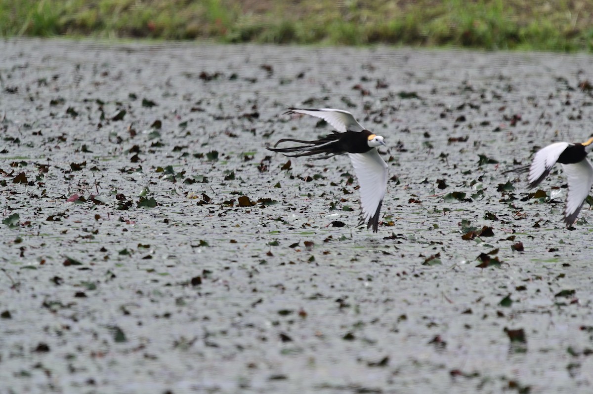 Pheasant-tailed Jacana - ML620217228