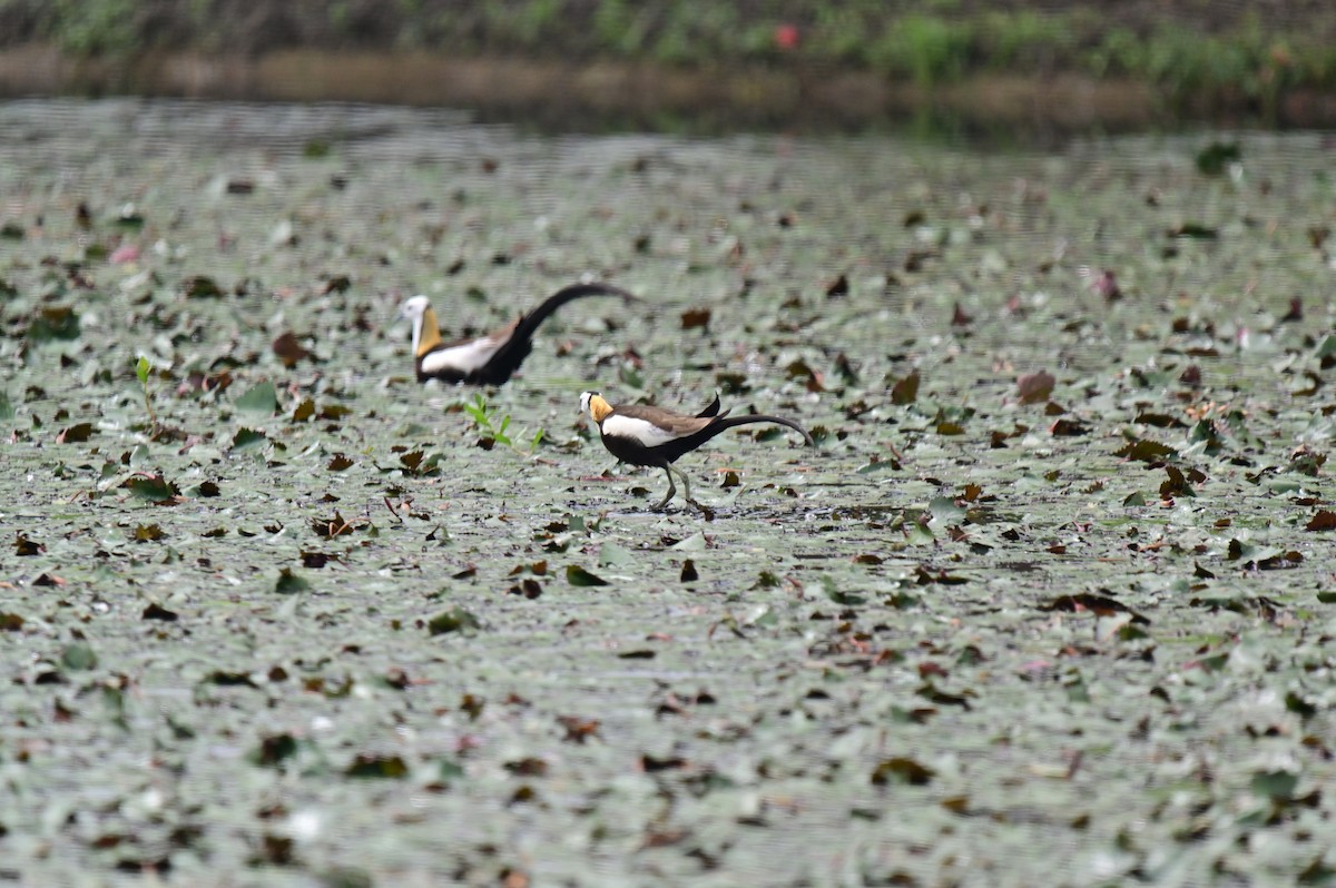 Pheasant-tailed Jacana - ML620217235