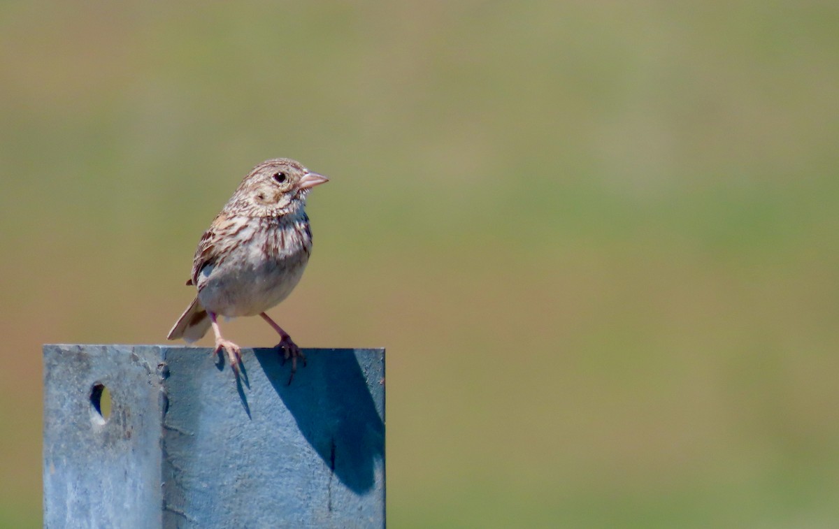 Vesper Sparrow - ML620217248