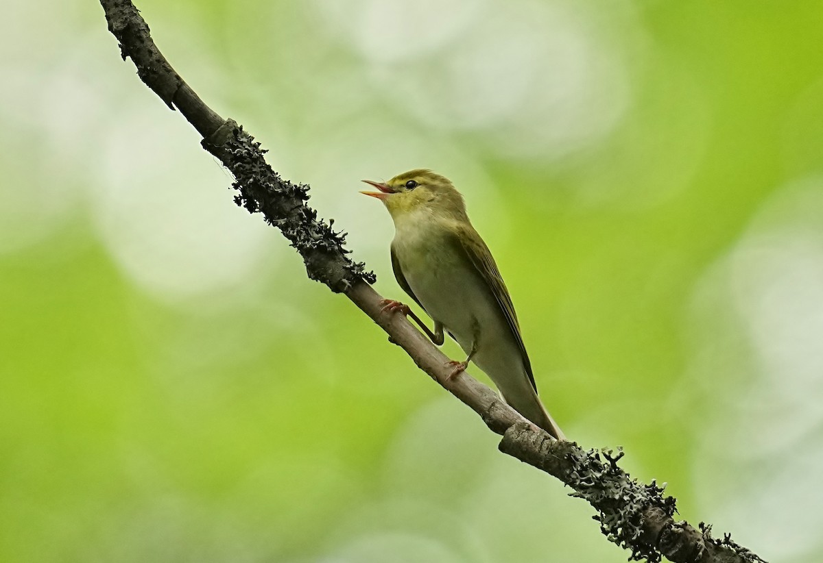 Wood Warbler - ML620217249