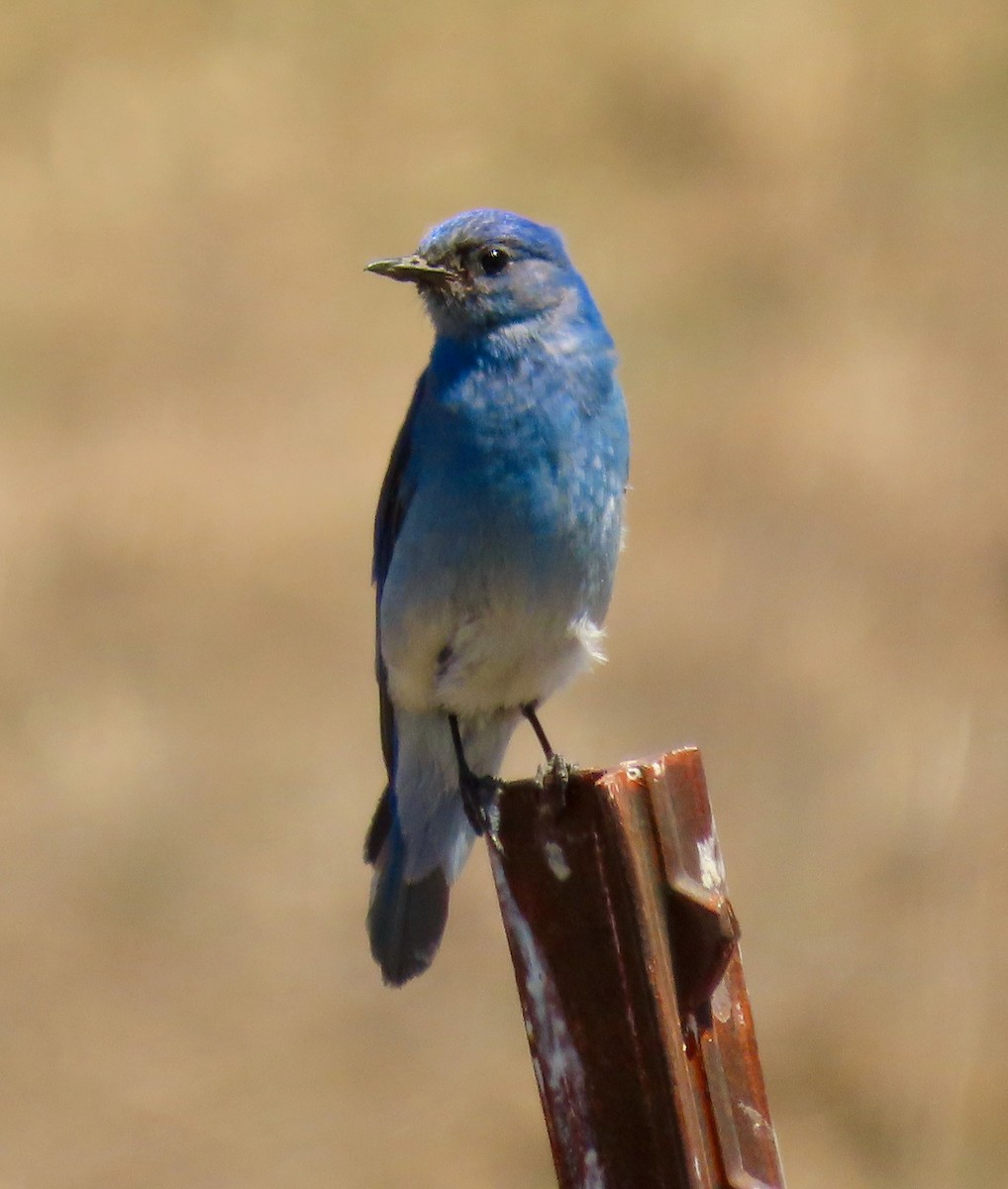 Mountain Bluebird - ML620217252