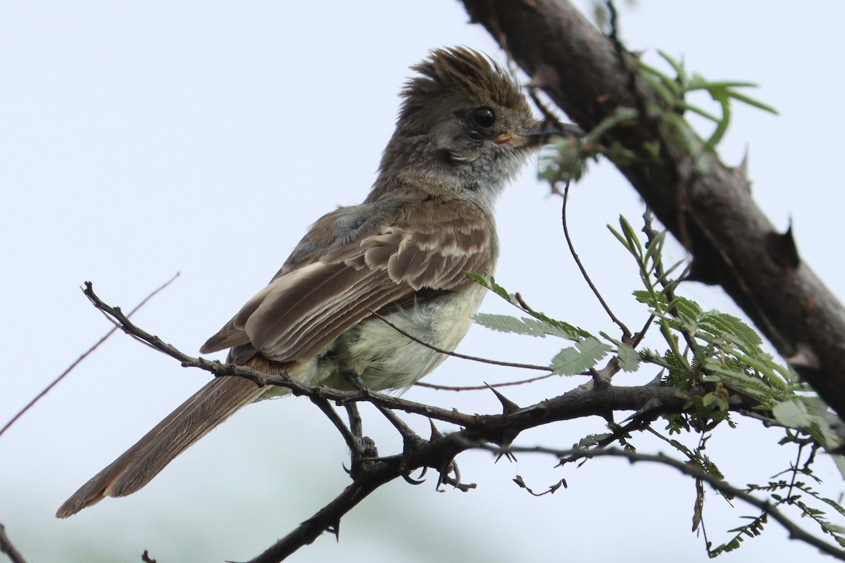 Nutting's Flycatcher - ML620217259