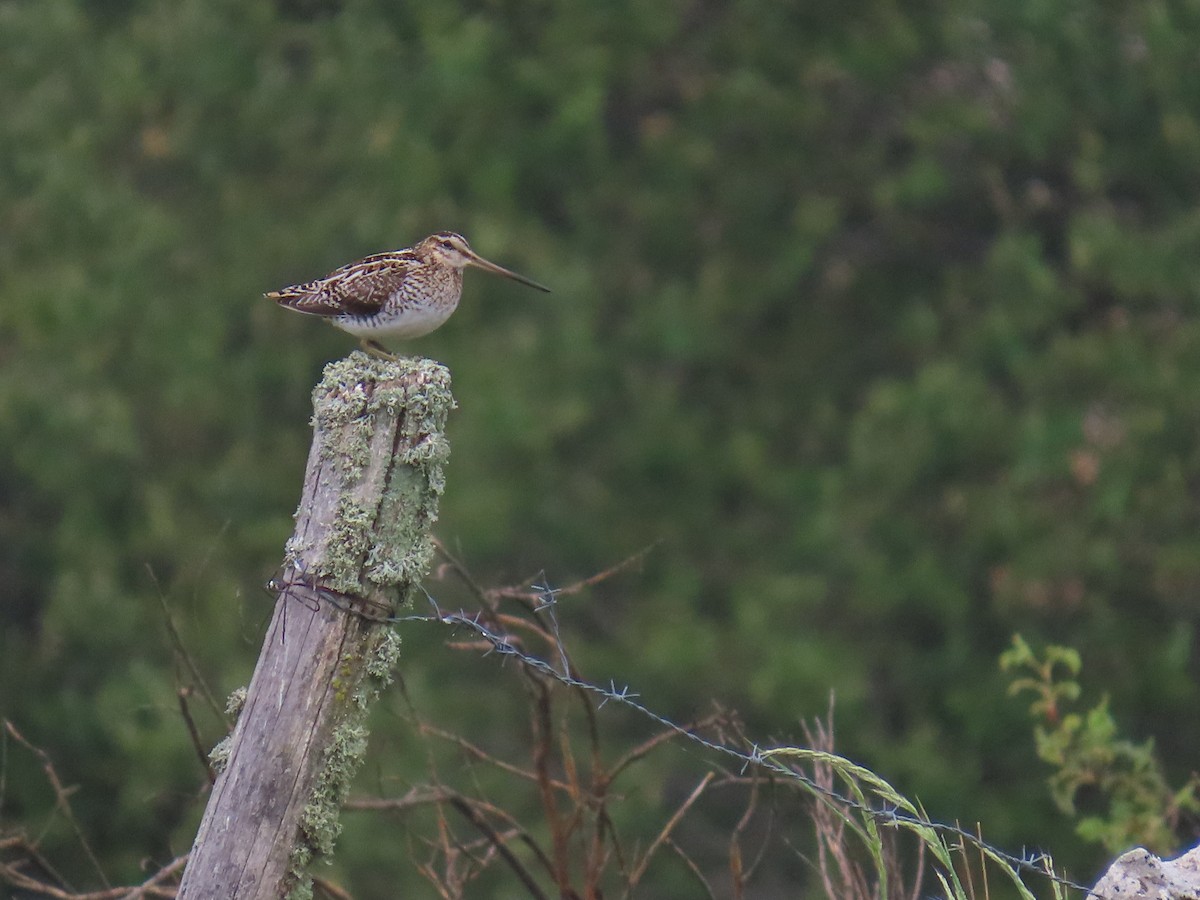 Common Snipe - ML620217260