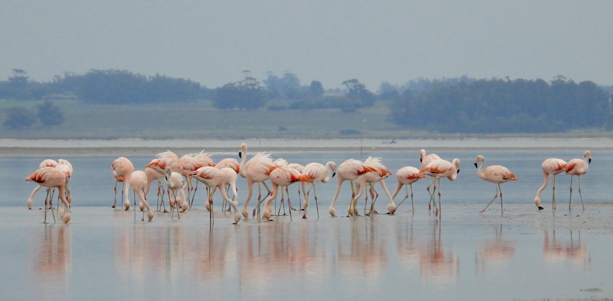 Chilean Flamingo - ML620217270