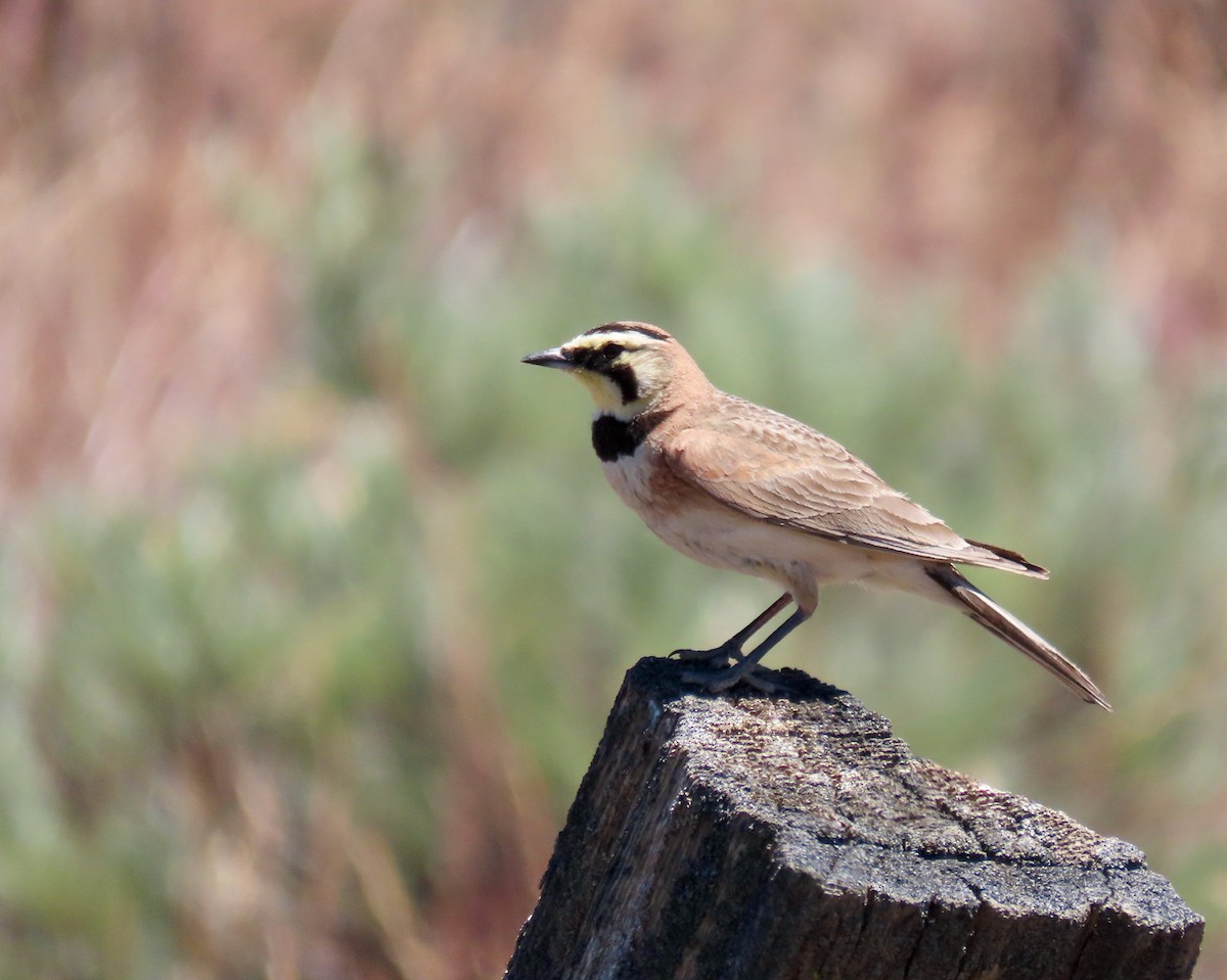 Horned Lark - ML620217272