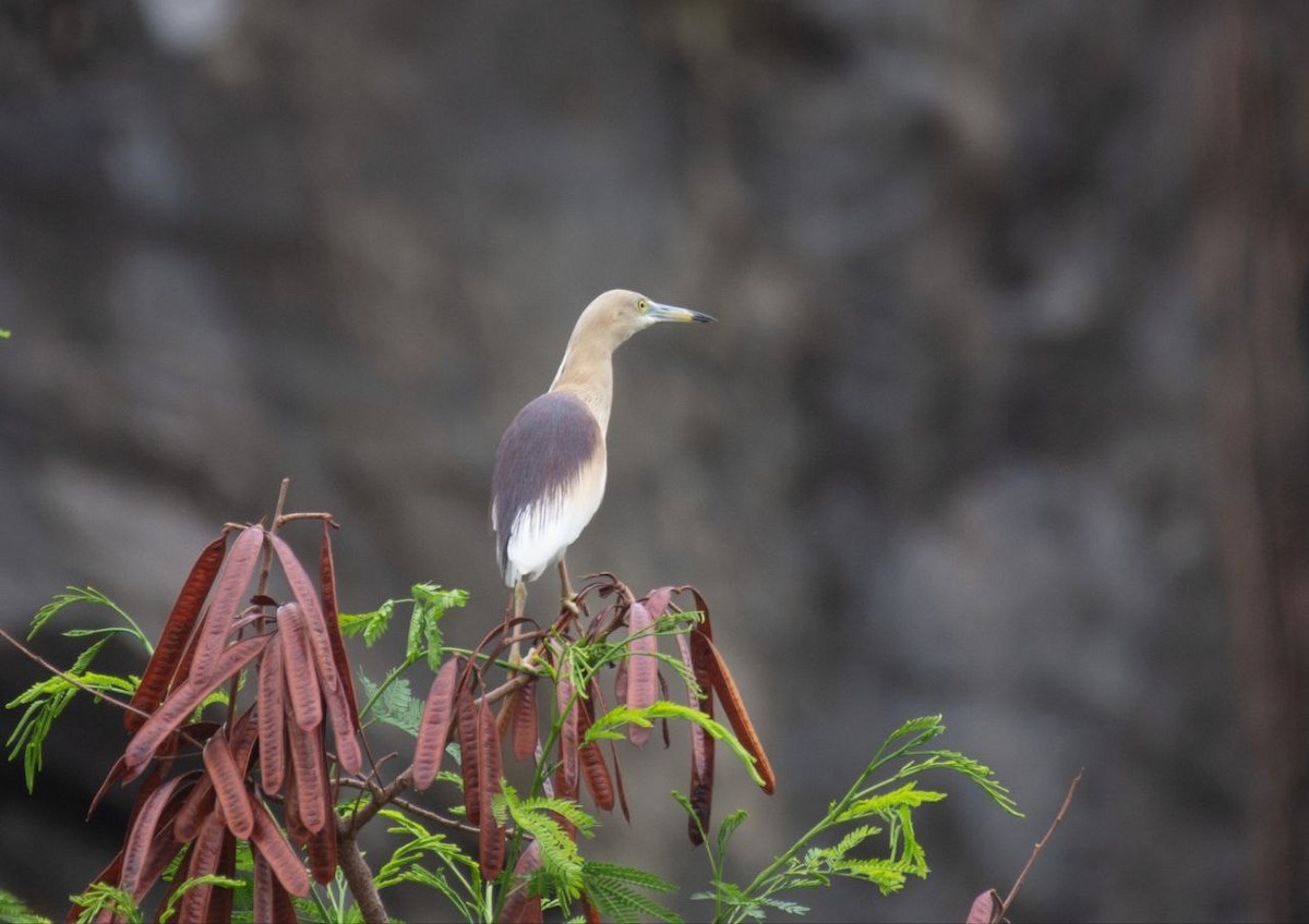 Indian Pond-Heron - ML620217273