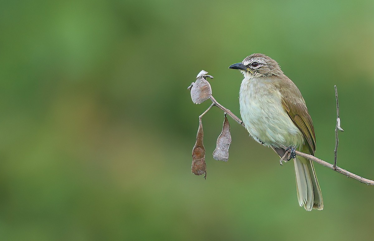 Bulbul à sourcils blancs - ML620217283