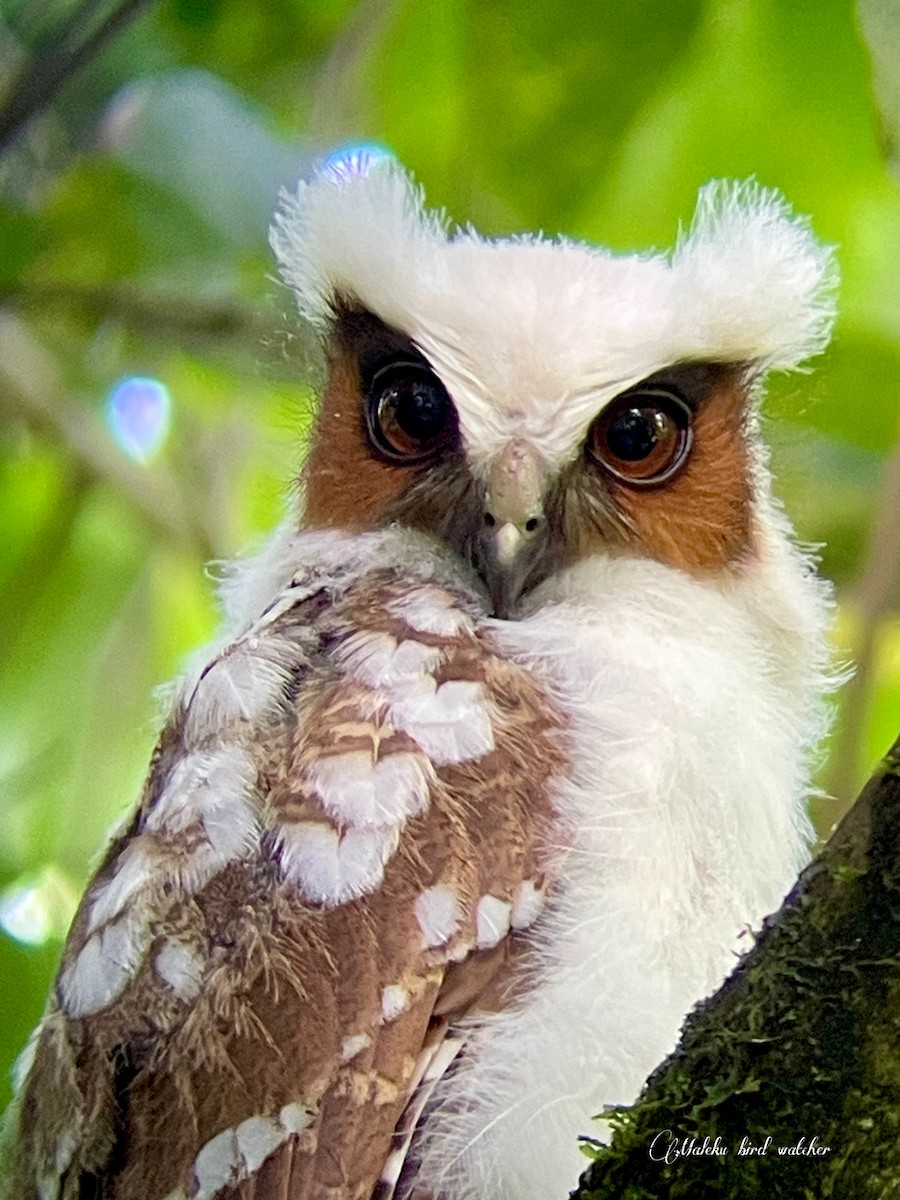 Crested Owl - ML620217297