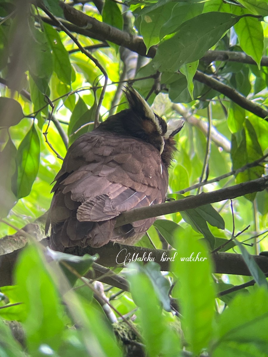 Crested Owl - Reynaldo Álvarez