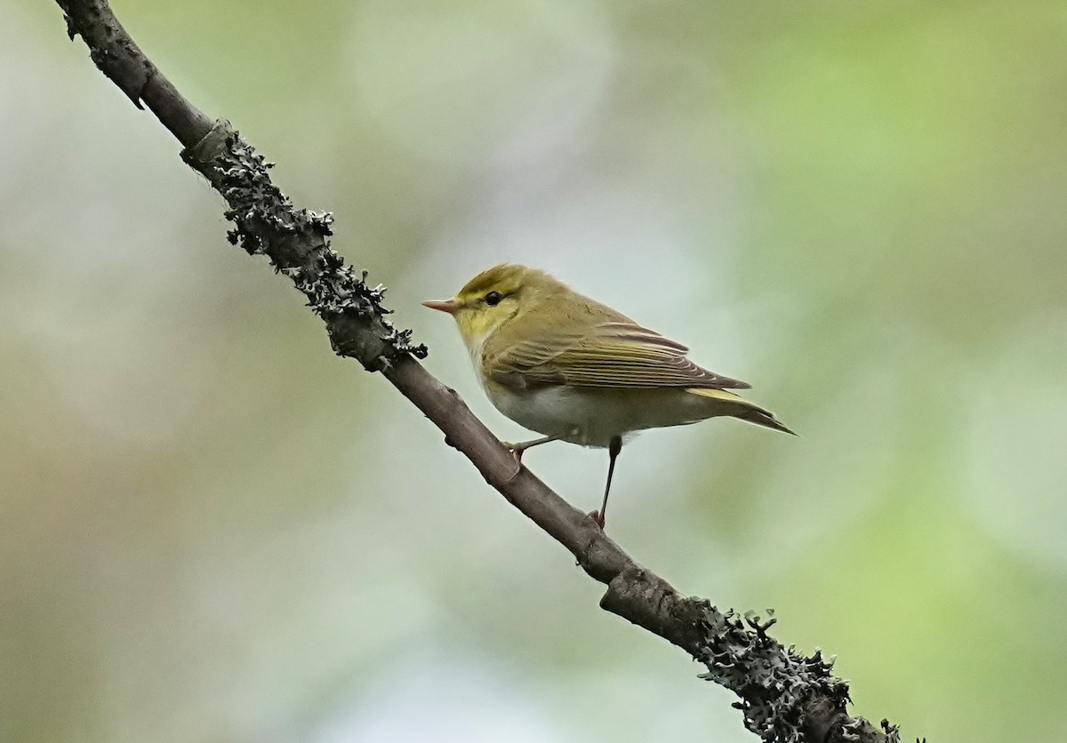 Wood Warbler - ML620217299