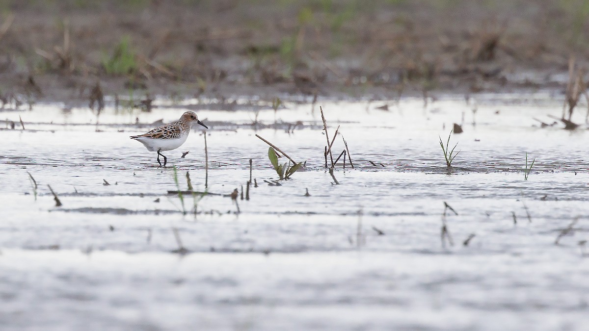 Little Stint - Josh Jones