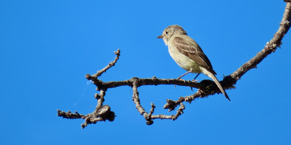 Gray Flycatcher - ML620217303