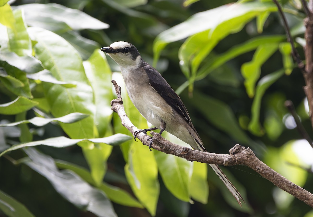 Brown-rumped Minivet - ML620217310