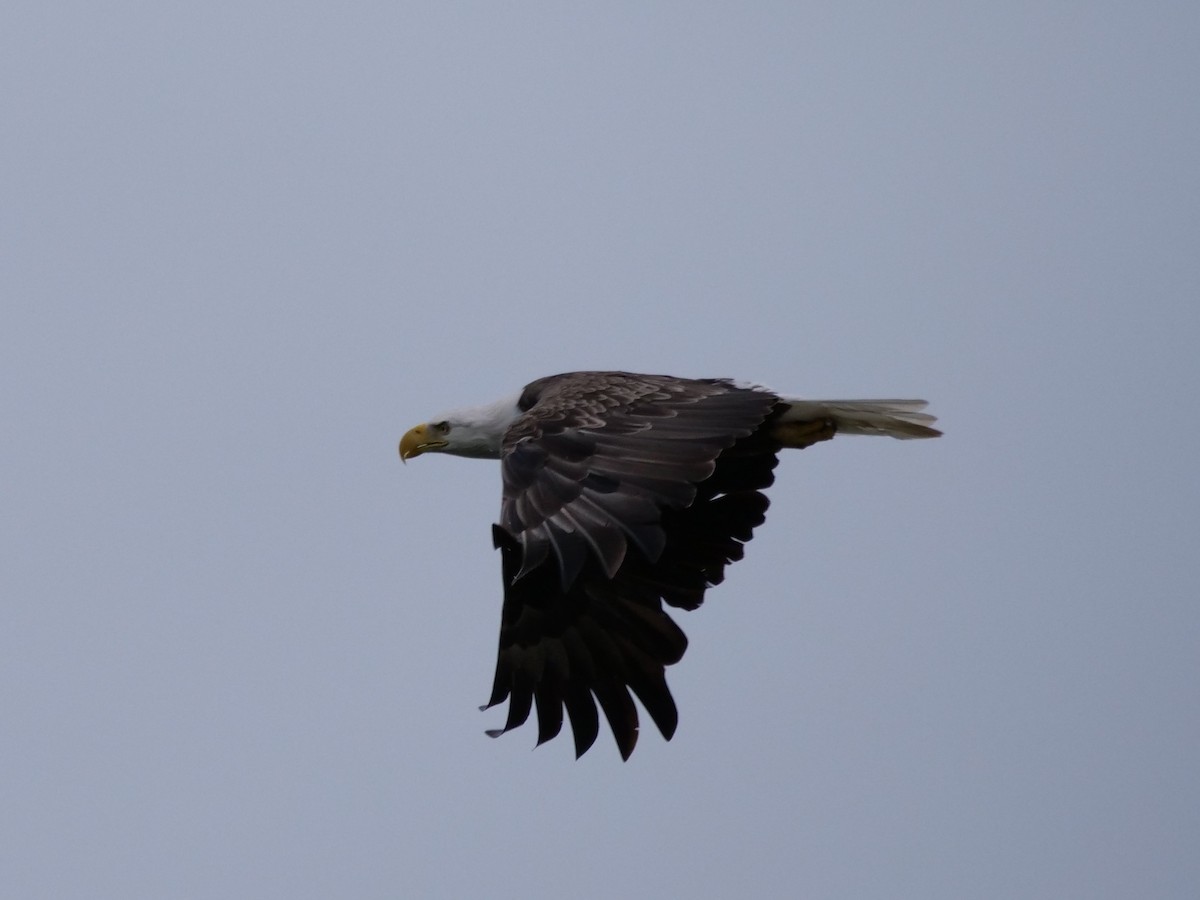 Bald Eagle - william gray
