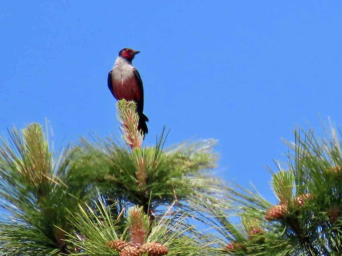 Lewis's Woodpecker - ML620217331