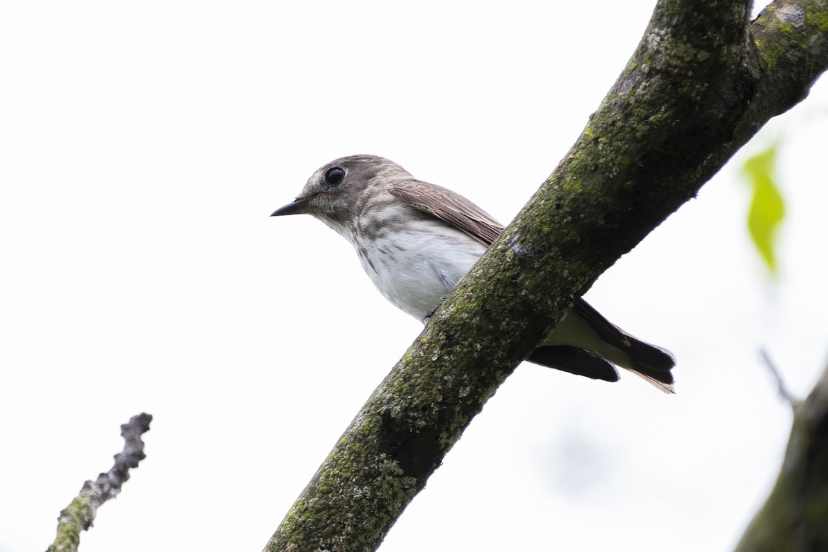 Gray-streaked Flycatcher - ML620217344