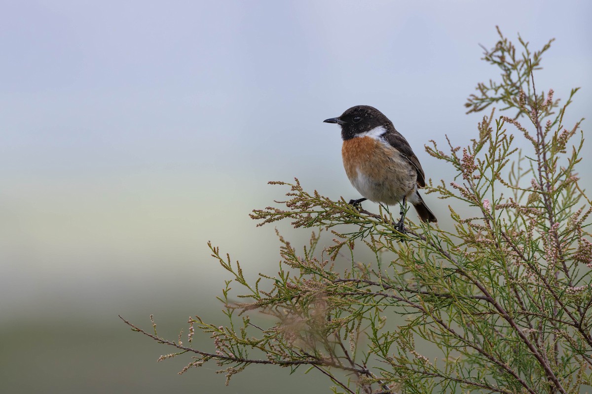 European Stonechat - ML620217364