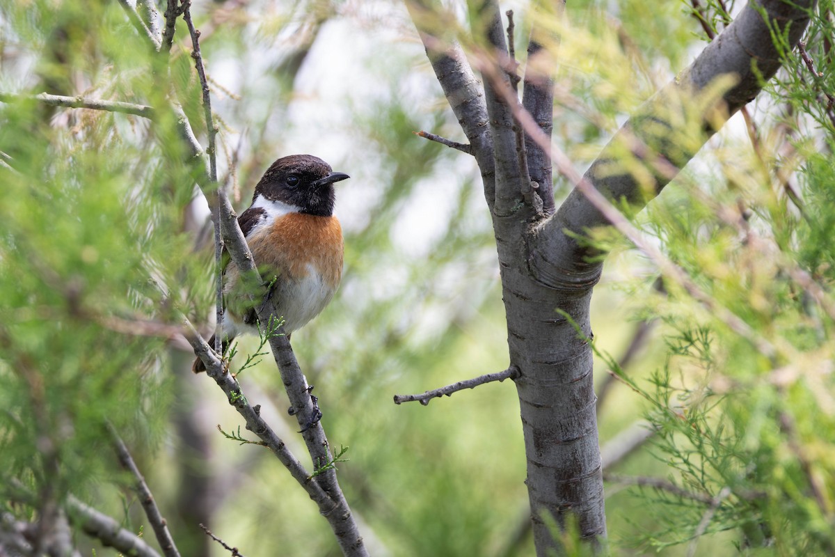 European Stonechat - ML620217365