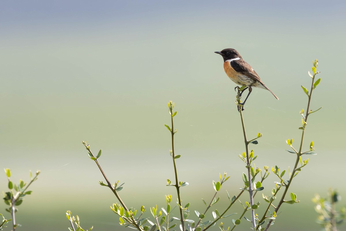 European Stonechat - ML620217369