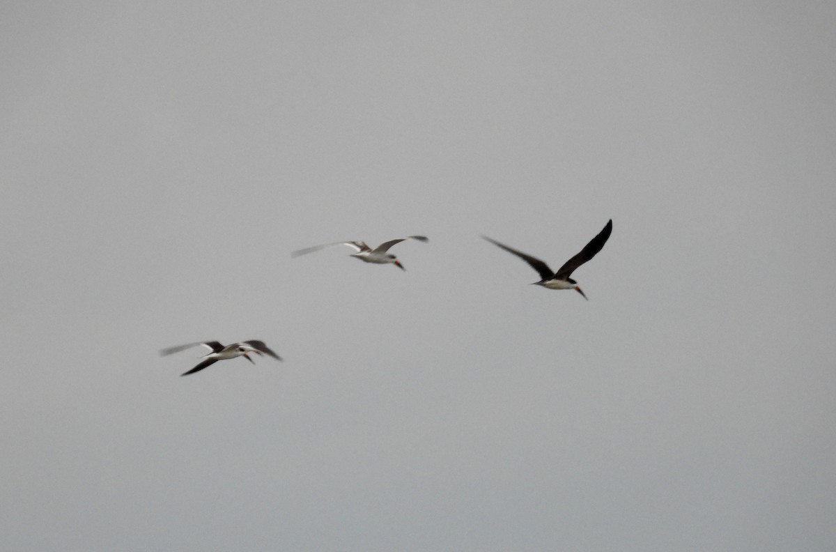 Black Skimmer (cinerascens) - ML620217370