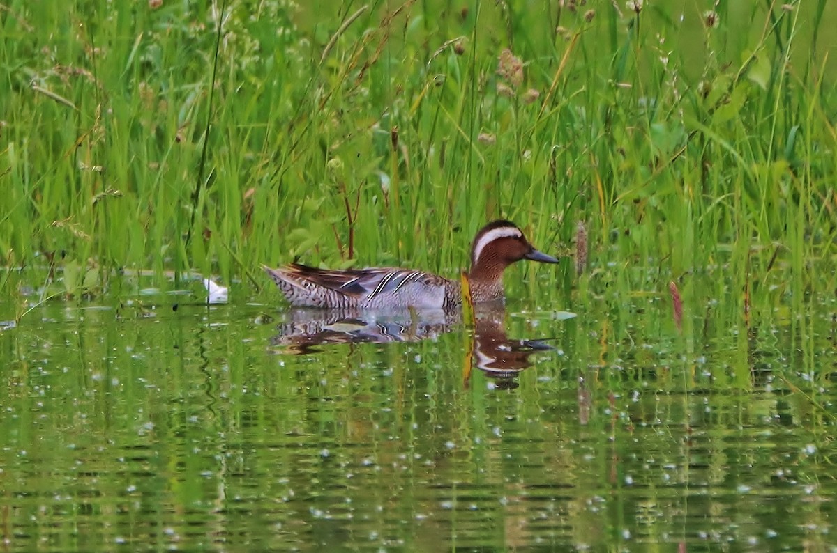 Garganey - ML620217382