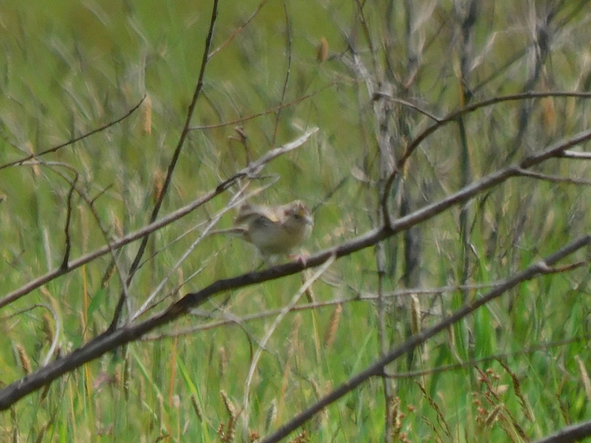 Grasshopper Sparrow - ML620217383