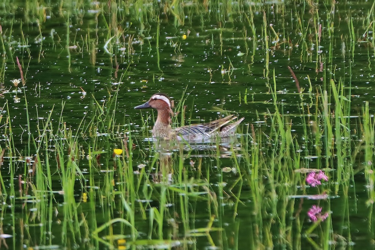 Garganey - ML620217411