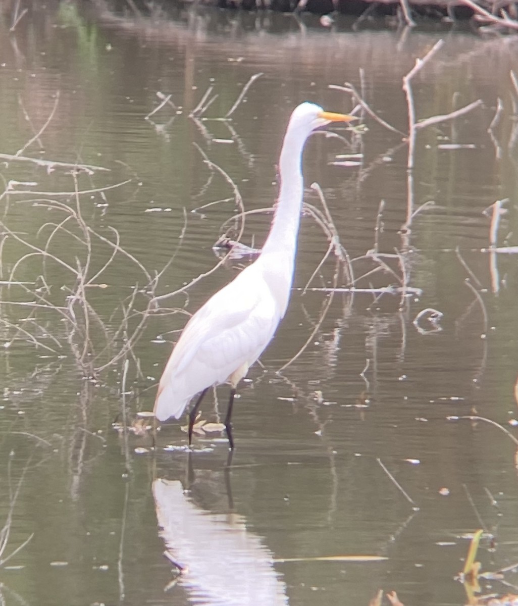 Great Egret - ML620217422