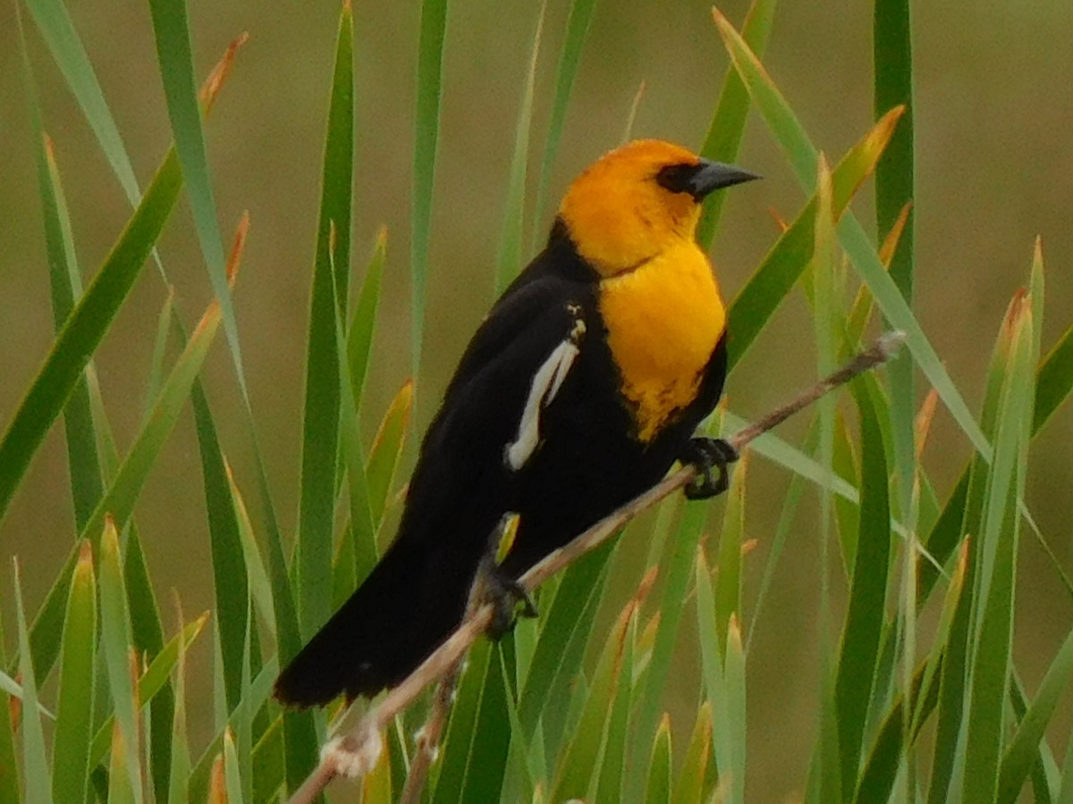 Yellow-headed Blackbird - ML620217461