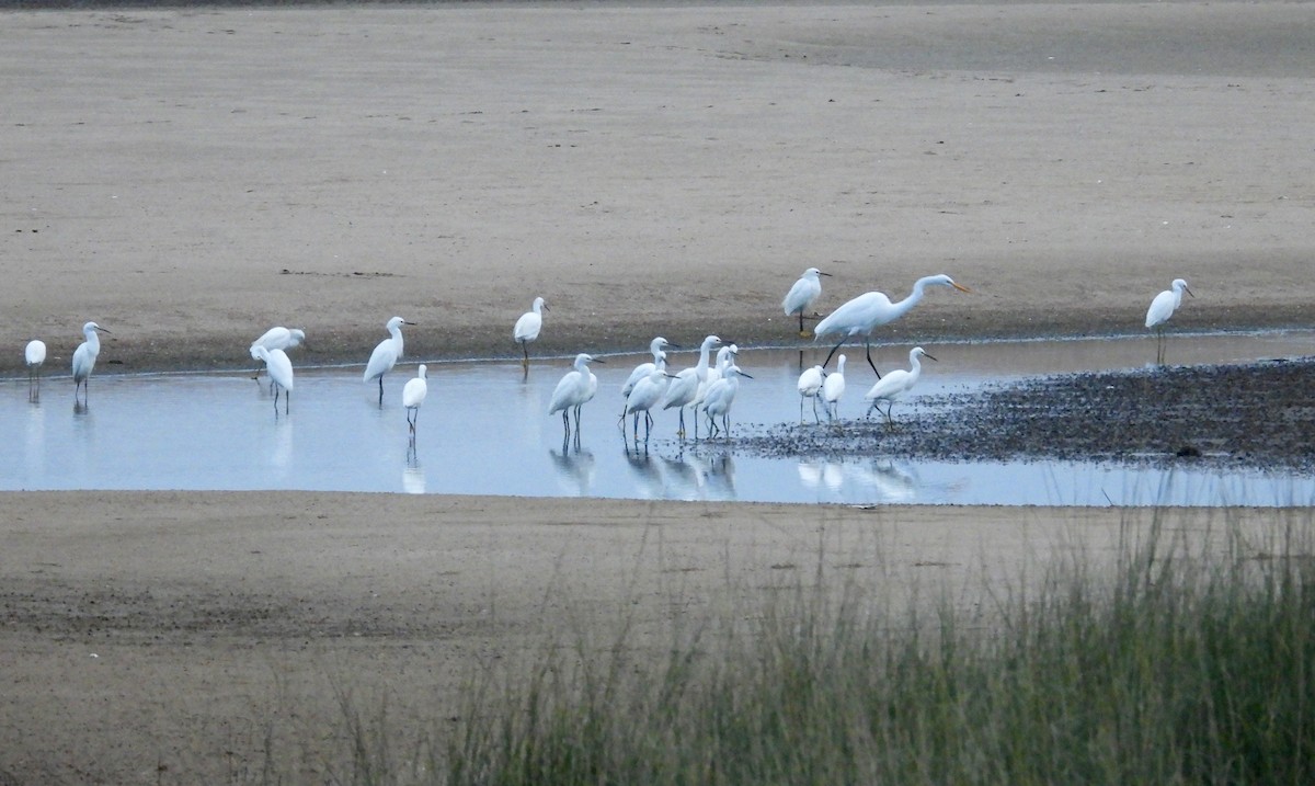 Snowy Egret - ML620217463