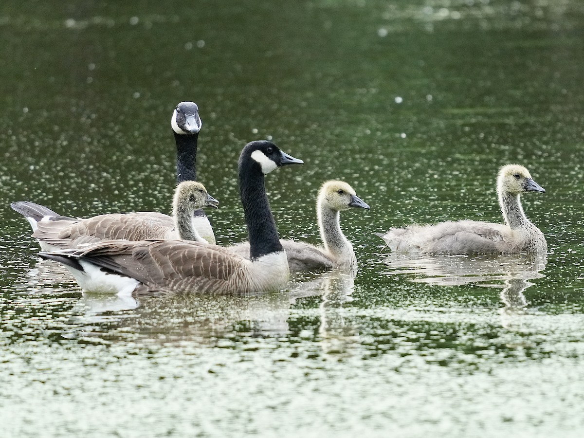 Canada Goose - ML620217477