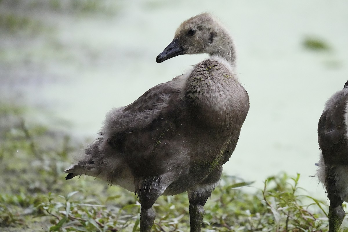 Canada Goose - ML620217483