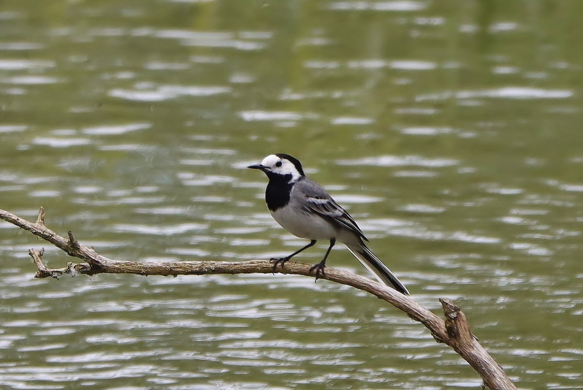 White Wagtail - ML620217488