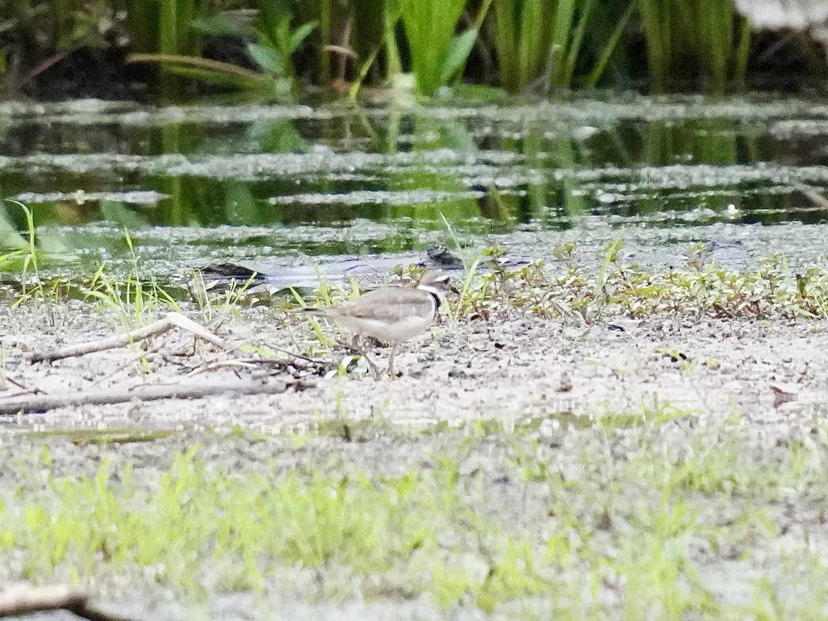 Killdeer - ML620217500