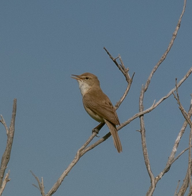 Sykes's Warbler - ML620217504