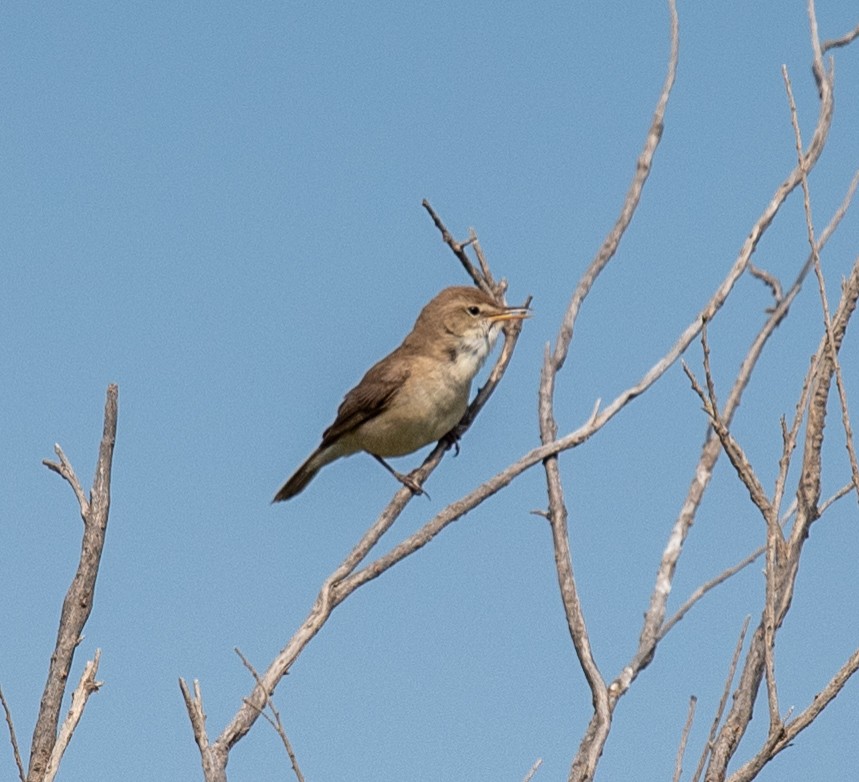 Sykes's Warbler - ML620217505