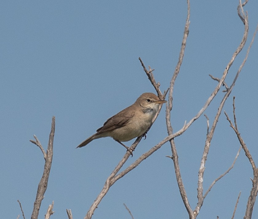 Sykes's Warbler - Clive Harris