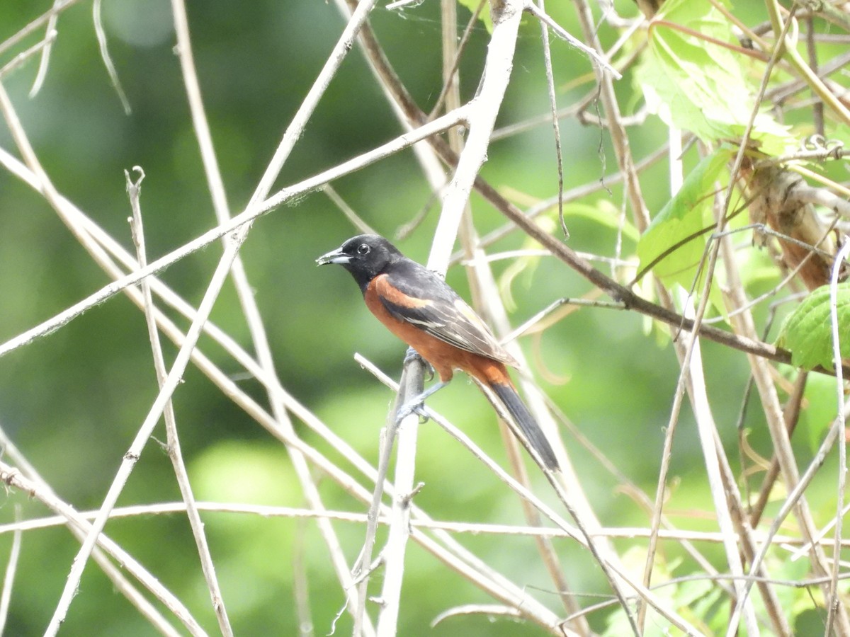 Orchard Oriole - ML620217511