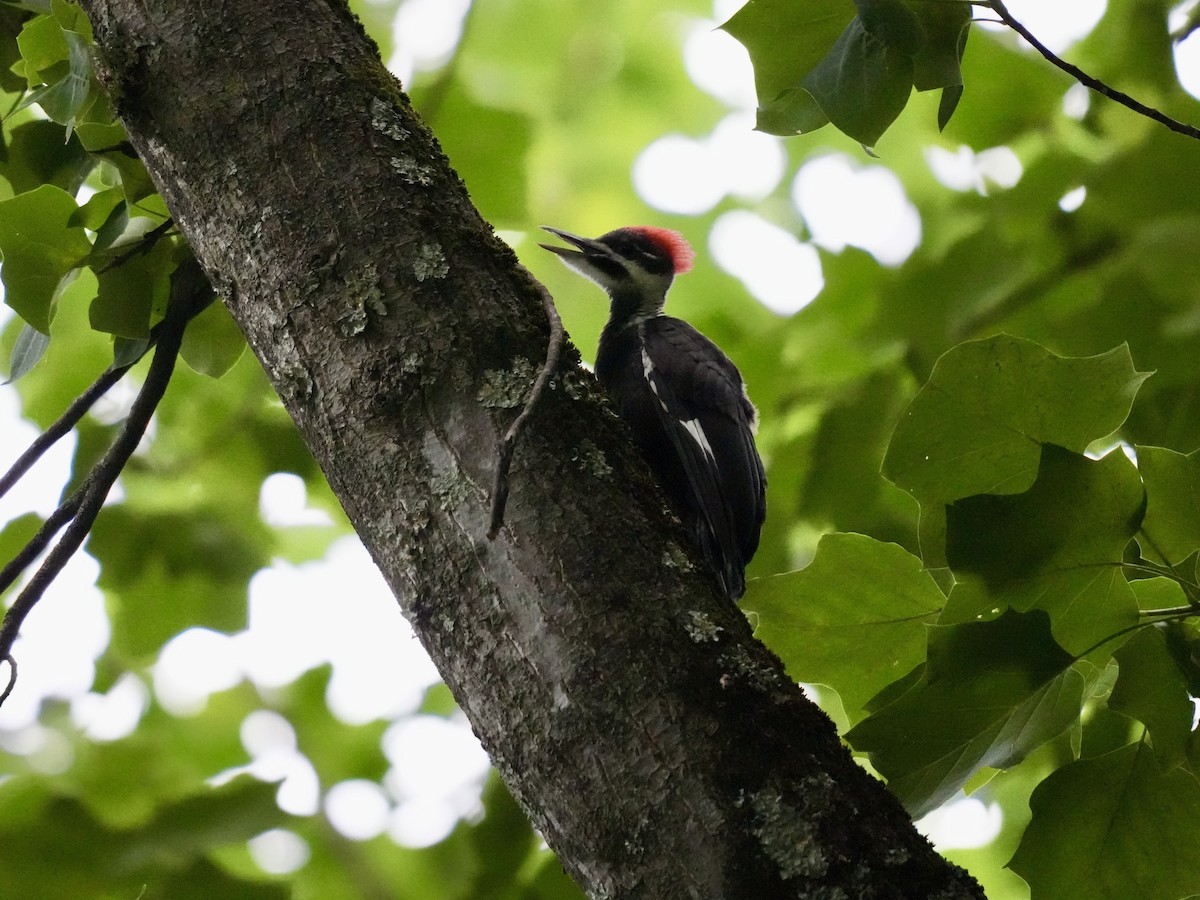 Pileated Woodpecker - ML620217521