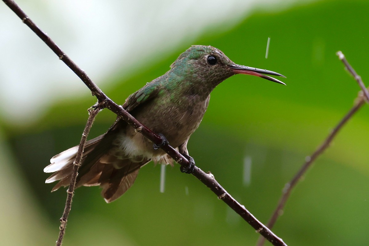 kolibřík skvrnitoprsý - ML620217522