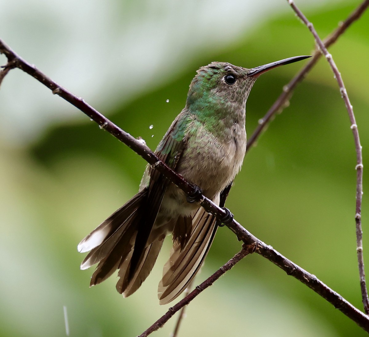 kolibřík skvrnitoprsý - ML620217523