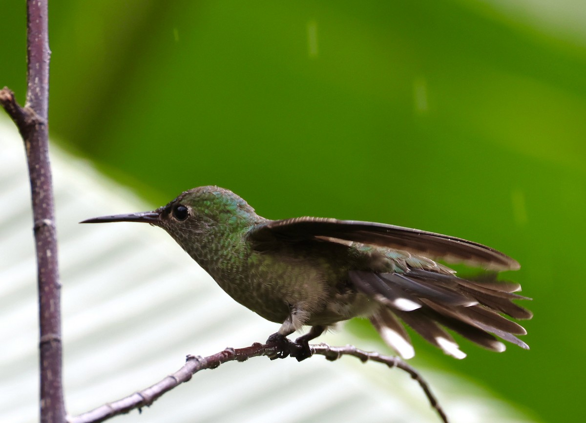kolibřík skvrnitoprsý - ML620217525