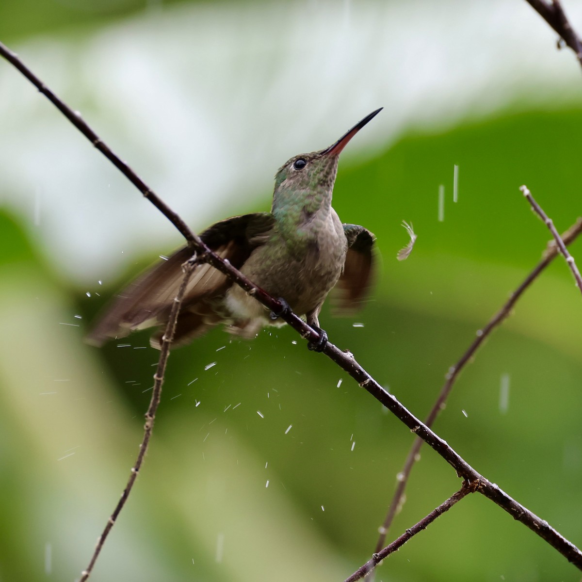 kolibřík skvrnitoprsý - ML620217526