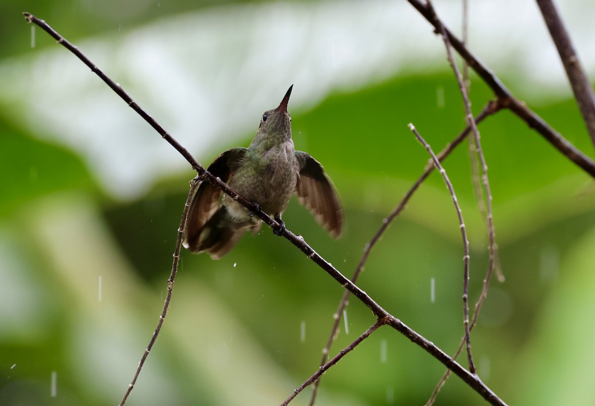 kolibřík skvrnitoprsý - ML620217527