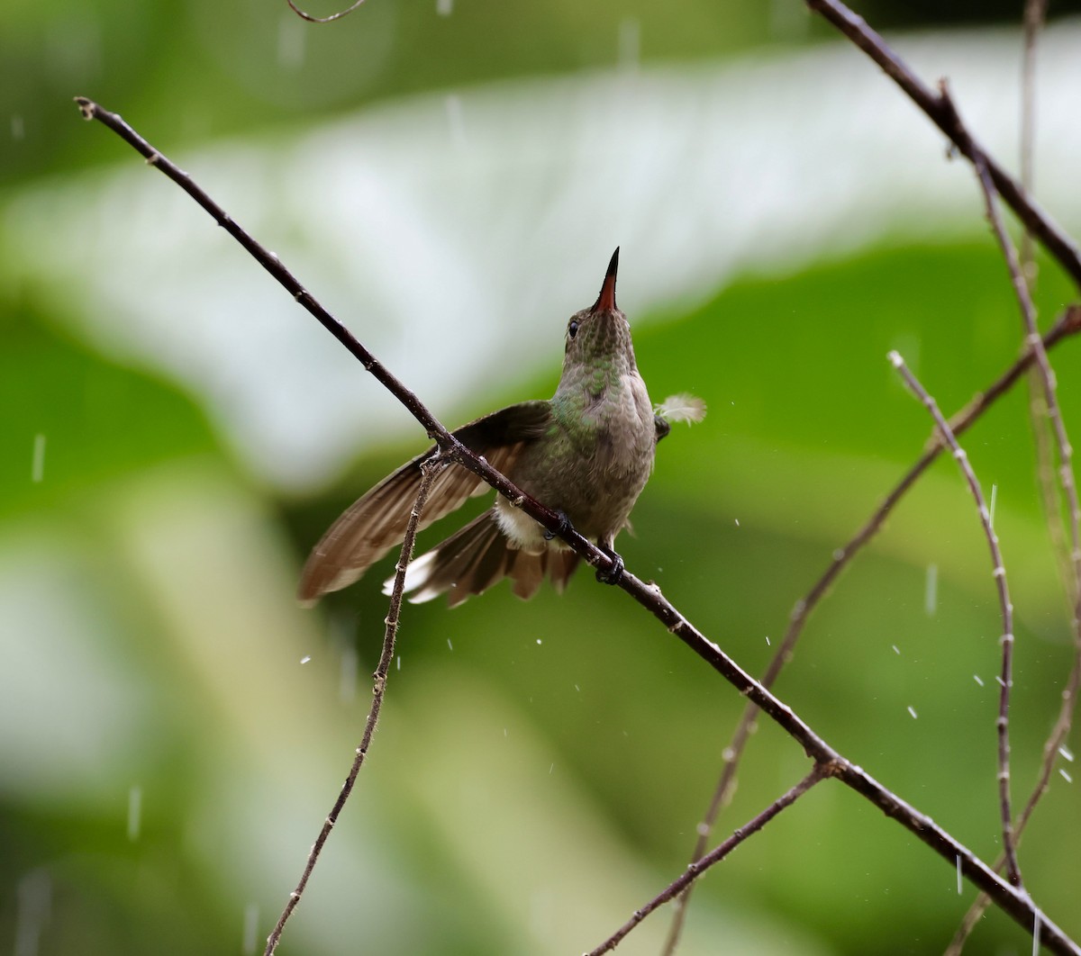 kolibřík skvrnitoprsý - ML620217528