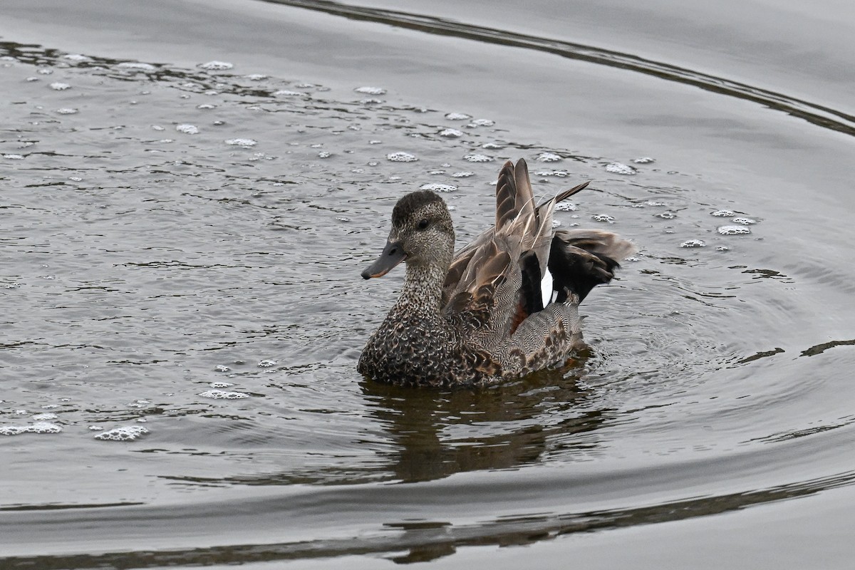 Gadwall - ML620217530